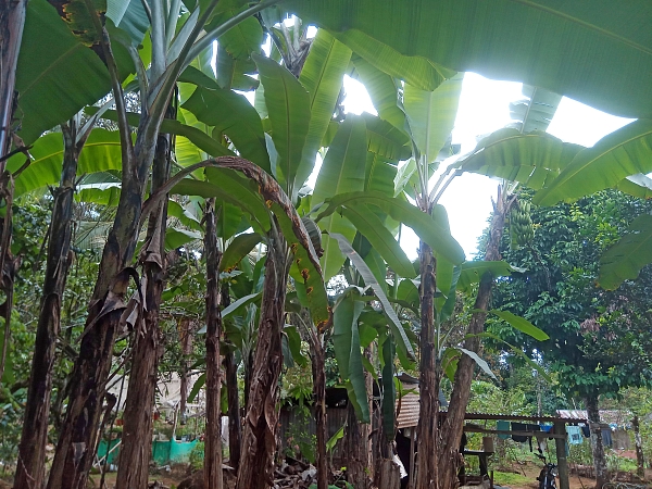 Bananenpflanzen im Garten