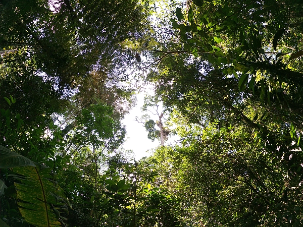 Im Dschungel Costa Ricas