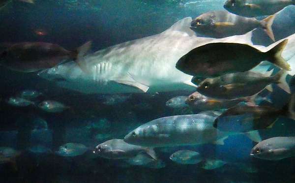 Fische mit Hai im Aquarium