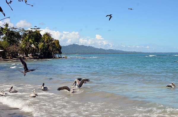 Pelikane am Strand von Puerto Viejo