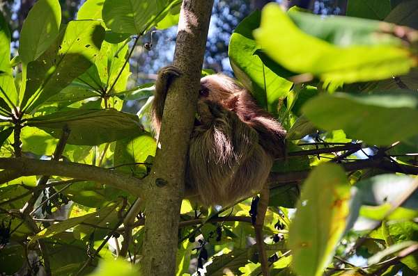 Faultier im Baum