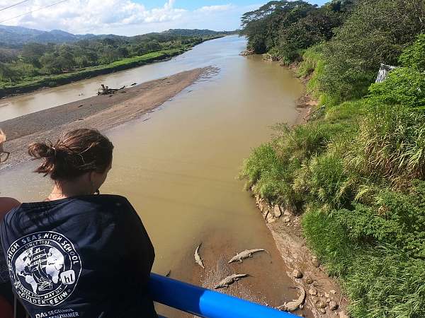 Krokodile in Costa Rica