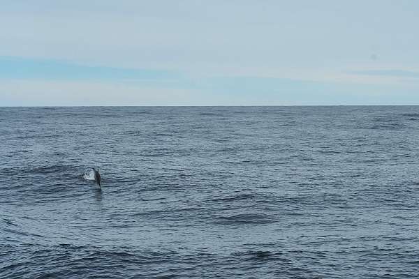 Sprung eines Delfins