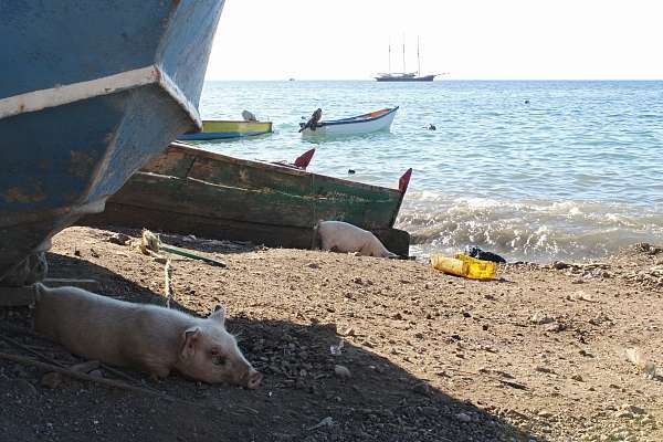 Schweine gibt es nicht nur am Strand von St. Lucia
