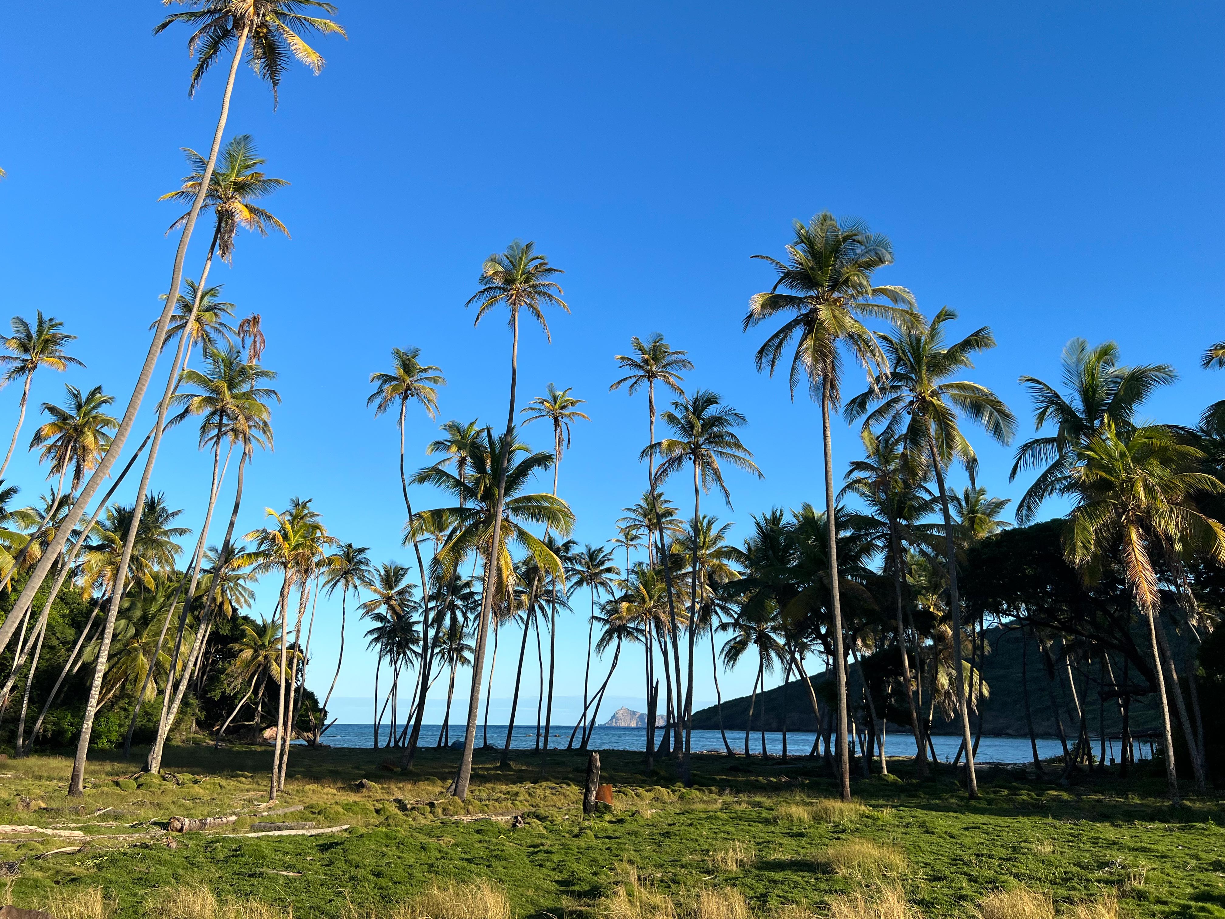 Karibische Weihnachts-Palmen statt Tannen