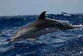 29.10.2023: Delfinportrait