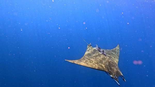 Manta