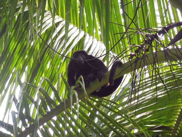 Affe im Baum