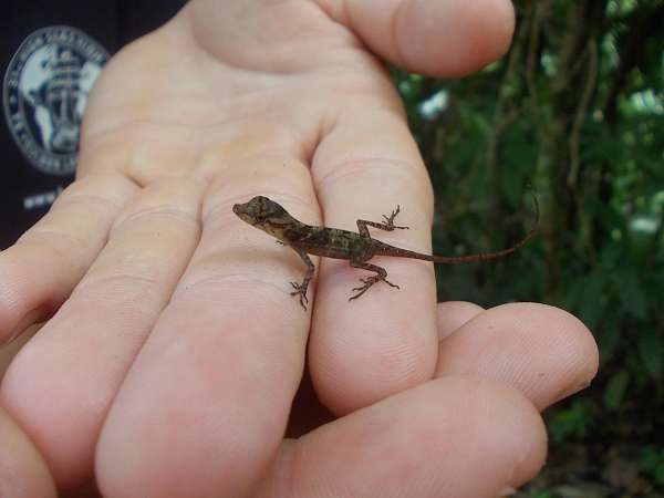 Anolis im Regenwald
