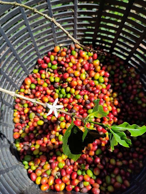 Nur langsam füllt sich der Korb mit Kaffeekirschen