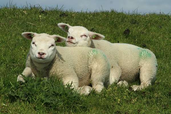 Lämmchen auf Texel