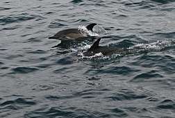 Delfine im Ärmelkanal