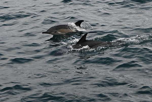 Delfine im Ärmelkanal 