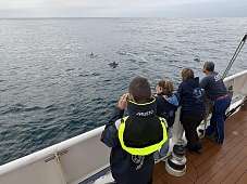 Die ersten Delfine werden gesichtet