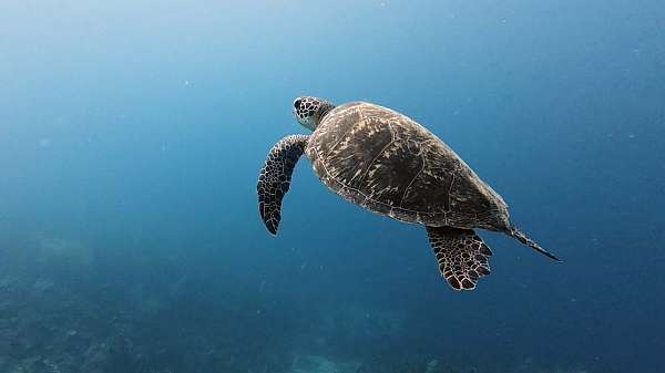 Mega geile Meeresschildkröte