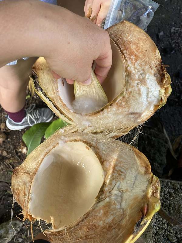 Frische Kokosnuss mit integriertem Löffel