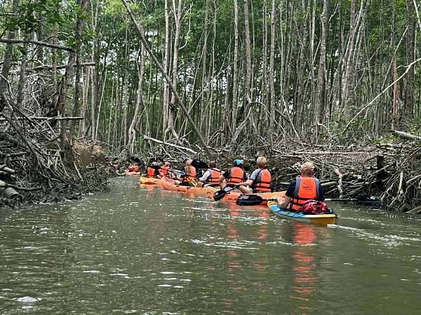Wir erkunden in Kayaks die Mangroven