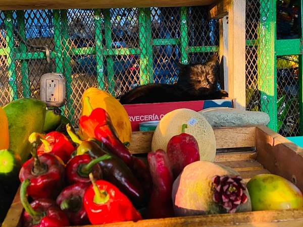 Sonnende Katze vor der  Pulperia