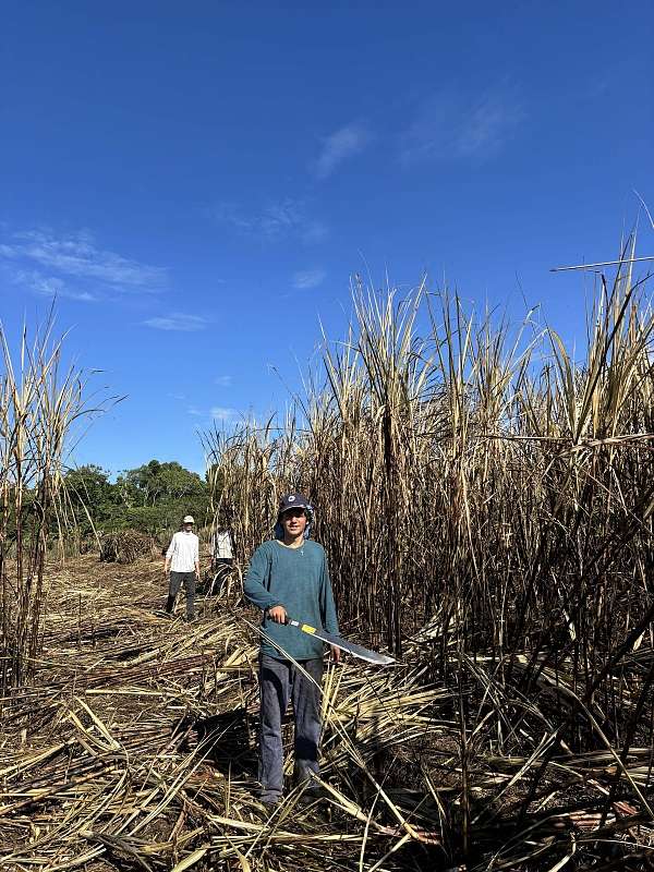 Jonah im Zuckerrohr © NN