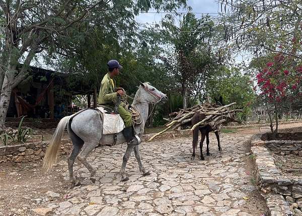 Pferdestärken als Fortbewegungs- und Transportmittel