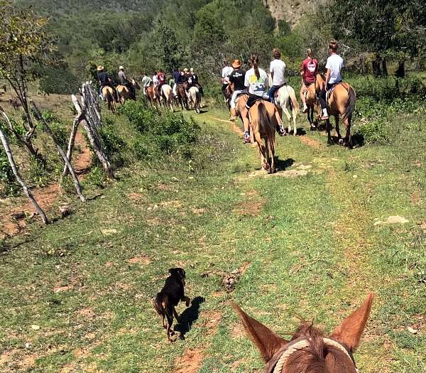 Beim Reiten – vorn die Ohren von »Capuccino« © Letitia