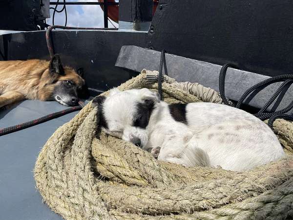 Unsere zwei Schiffshunde Sep und Jop