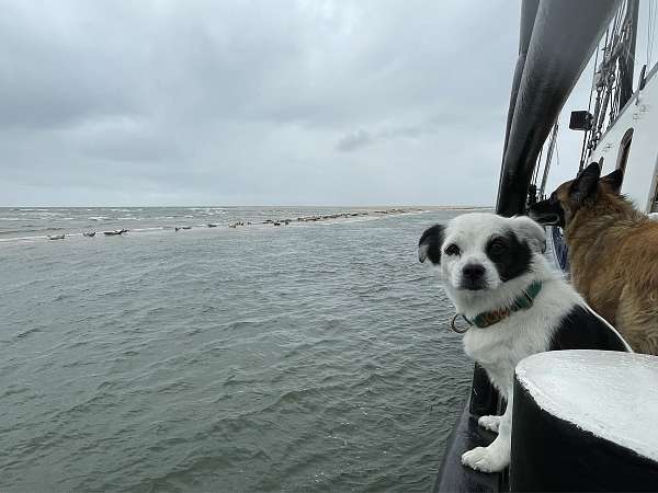 See-Hunde zwischen Vlieland und Terschelling