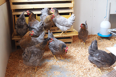 Huehner der Hermann Lietz Schule Spiekeroog 