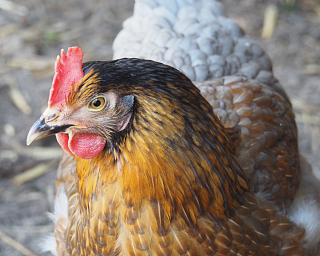 Huehner der Hermann Lietz Schule Spiekeroog
