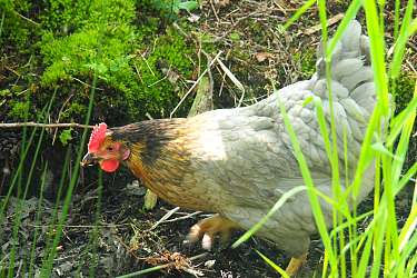 Huehner der Hermann Lietz Schule Spiekeroog 