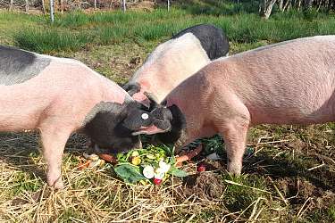 Sattelschweine der Hermann Lietz Schule Spiekeroog 