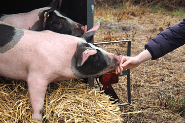 Sattelschweine der Hermann Lietz Schule Spiekeroog 