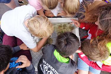 Sommer-Insel-Uni am Lietz-Internat auf Spiekeroog