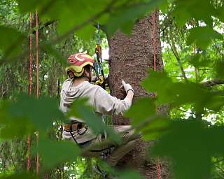 Baumklettern 2025 am Lietz Internat