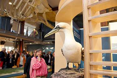 Ausstellungseröffnung im Wittbülten - Basstölpel
