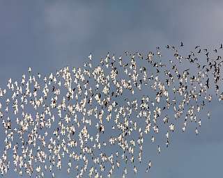 Sanderlinge und Austernfischer auf Spiekeroog Sanderlinge und Austernfischer auf Spiekeroog