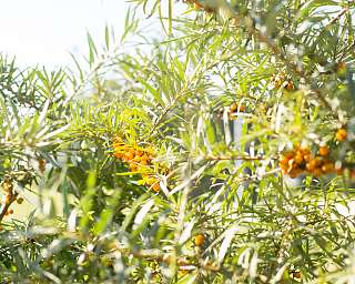 Sanddorn auf der Insel Spiekeroog - so gesund