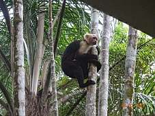 Cebus Imitator an der Pazifikküste