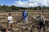 Hannah, Paul und Mia Di bei der Zuckerrohrernte