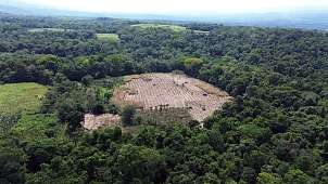 Zuckerrohrfeld von oben