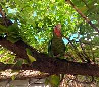 20.3.2026: Papagei auf der Finca la Lima