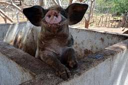 20.3.2026: Süßes Schwein auf der Finca