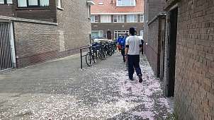 22. April 2025: Blüten-Schnee in Scheveningen © Felix Blüten-Schnee in Scheveningen