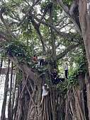26.3.2026: Kletterpartie im Riesenbaum auf Jamaica