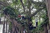 26.3.2026: Kletterpartie im Riesenbaum auf Jamaica