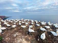 21.5.2026: Basstölpelkolonie auf Helgoland
