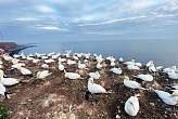 21.5.2026: Basstölpelkolonie auf Helgoland